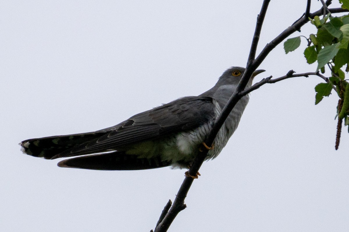 Common Cuckoo - ML619761161