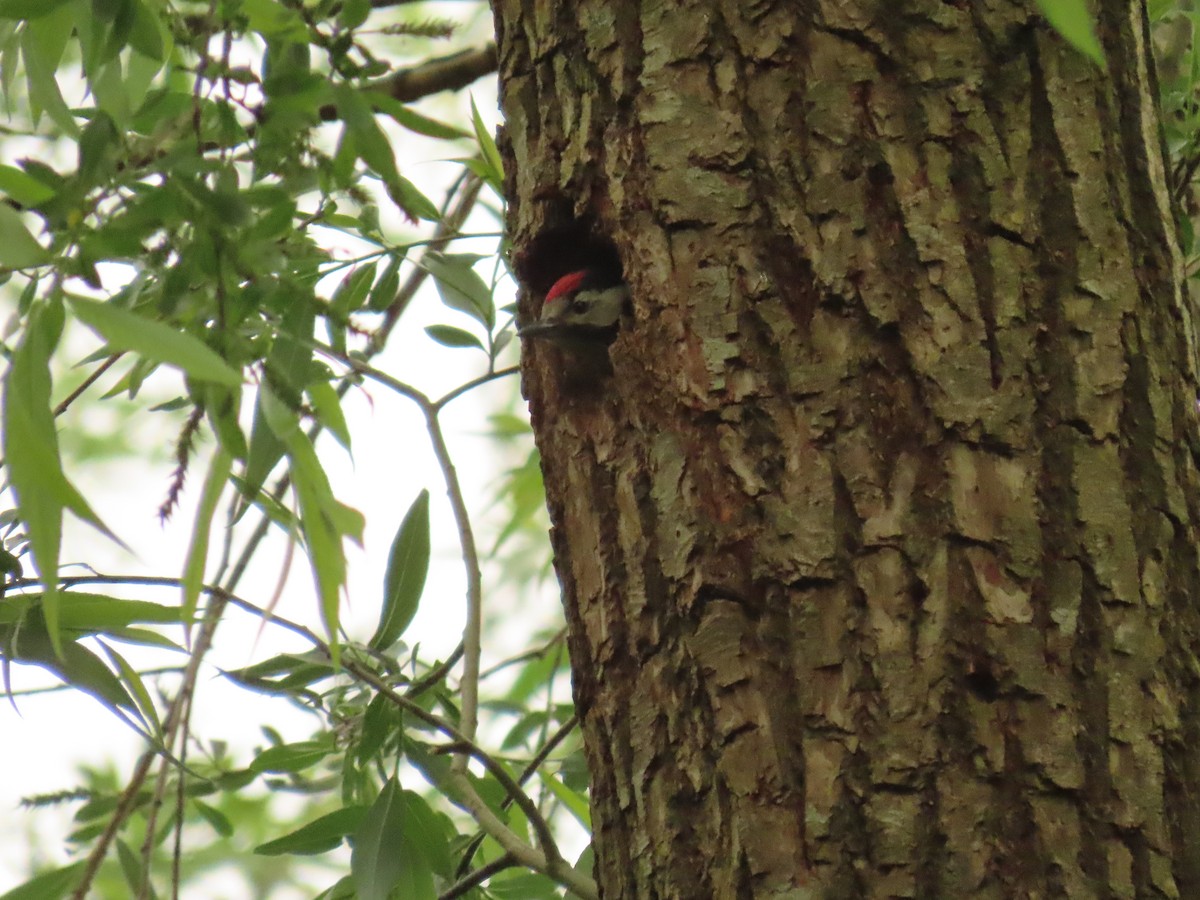 Great Spotted Woodpecker - ML619761178