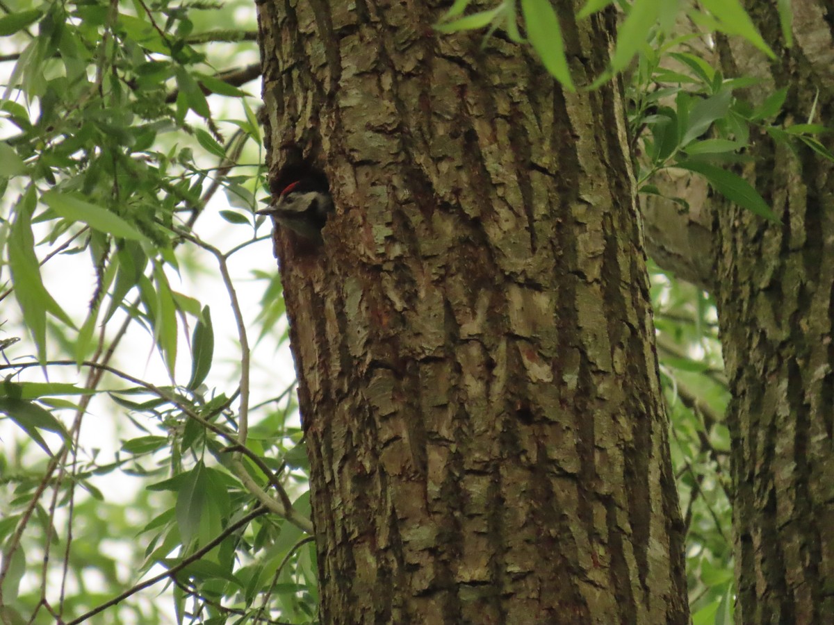 Great Spotted Woodpecker - ML619761179