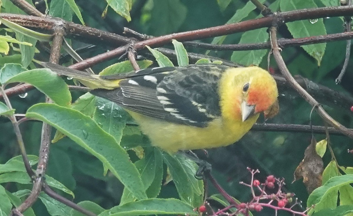 Western Tanager - ML619761189
