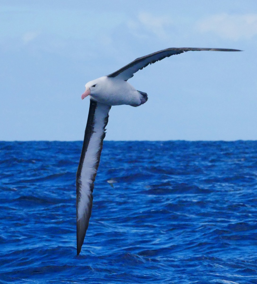 Чернобровый альбатрос (melanophris) - ML619761219