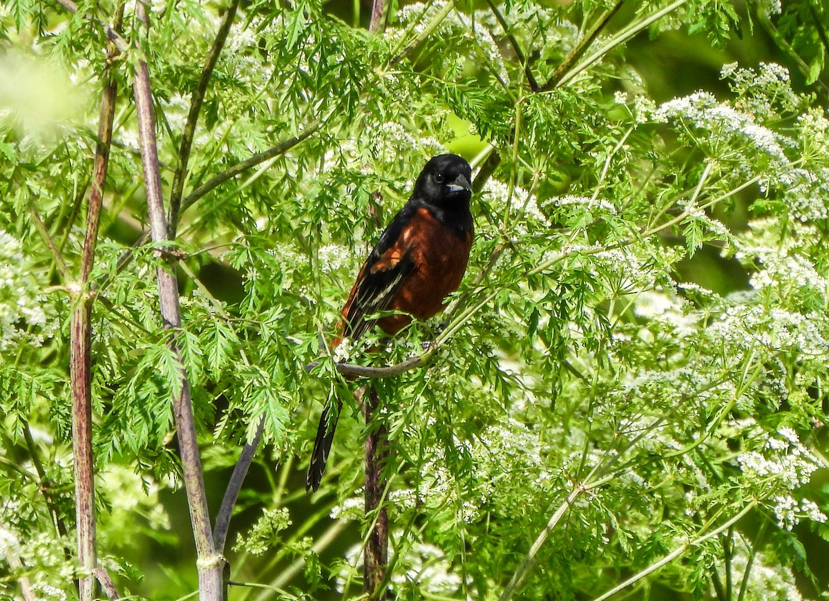 Orchard Oriole - ML619761227