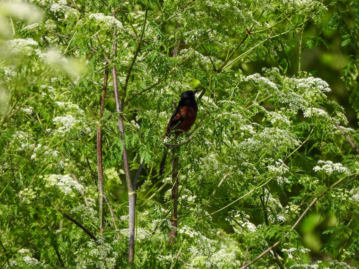 Orchard Oriole - ML619761231