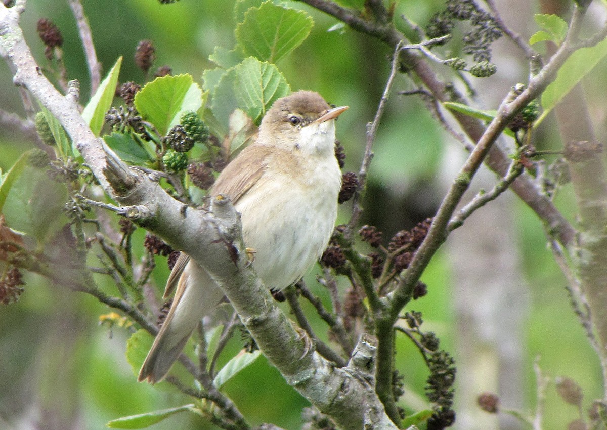 Common Reed Warbler - ML619761233