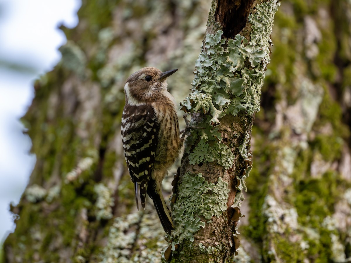 Japanese Pygmy Woodpecker - ML619761236