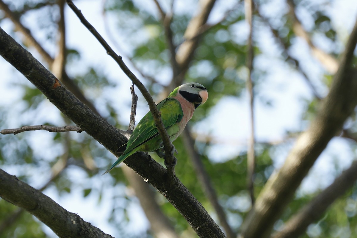 Red-breasted Parakeet - ML619761246