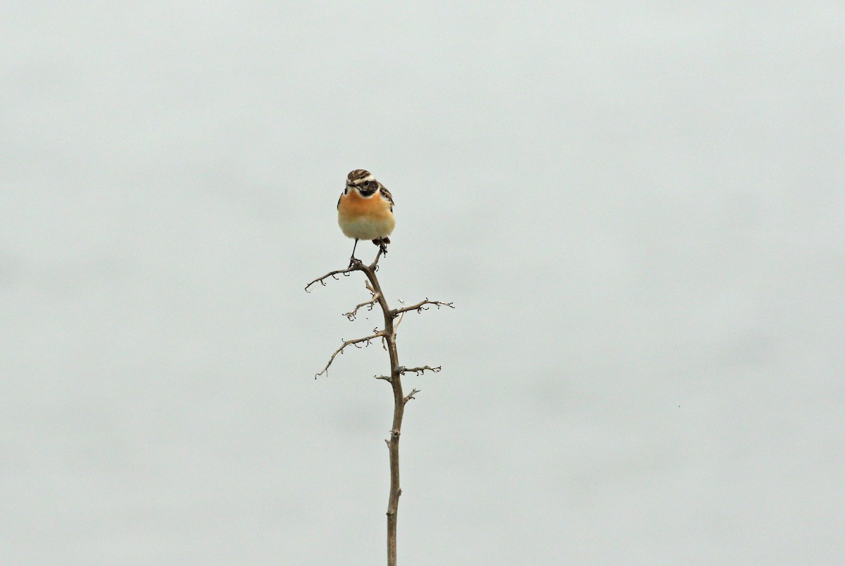 Whinchat - ML619761247