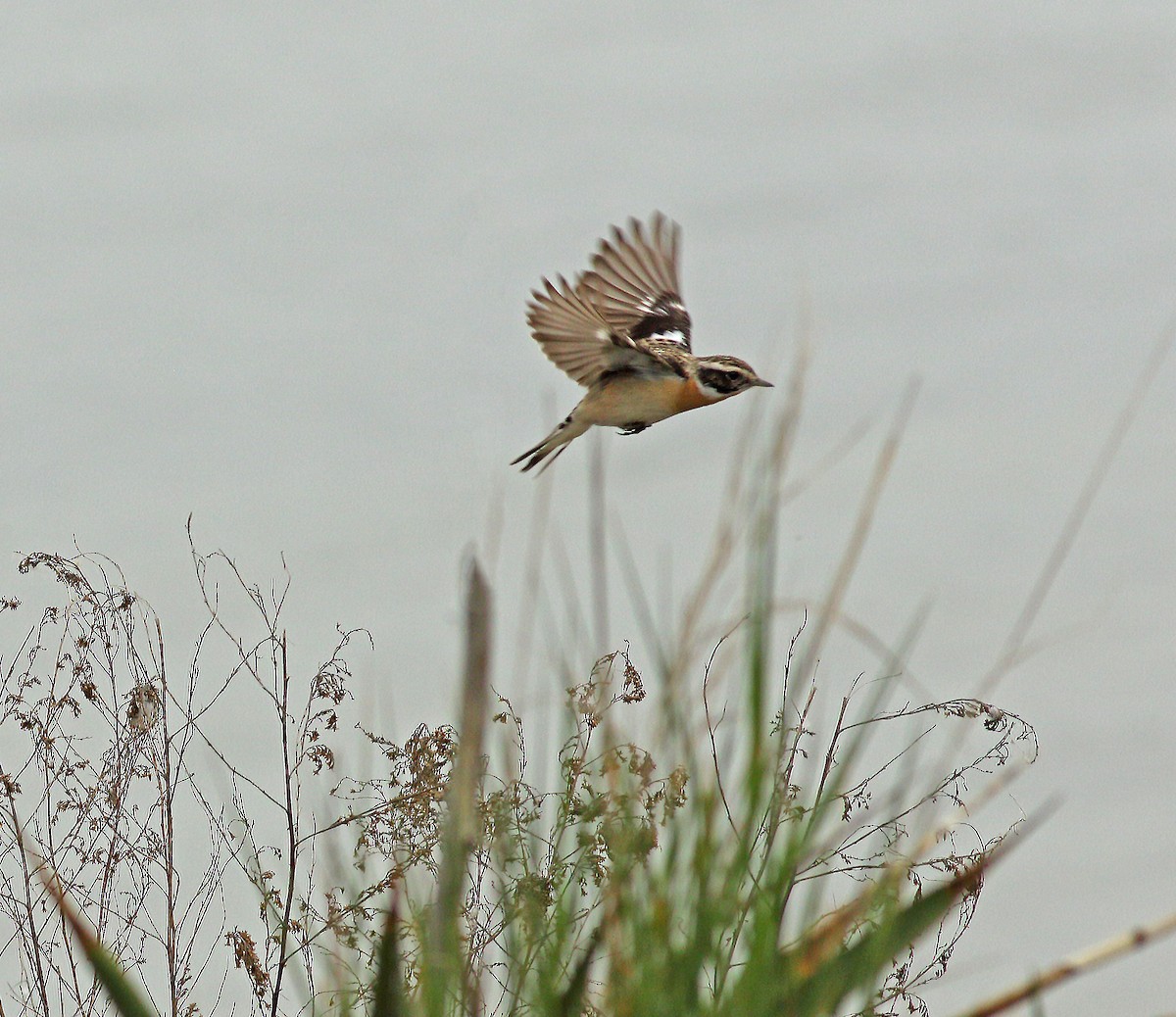 Whinchat - ML619761248