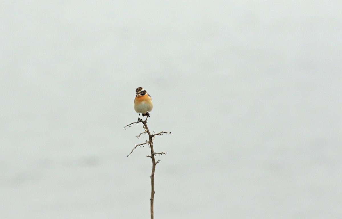 Whinchat - ML619761249