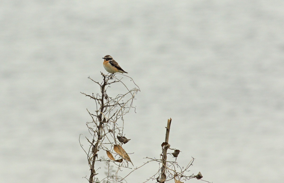 Whinchat - ML619761250