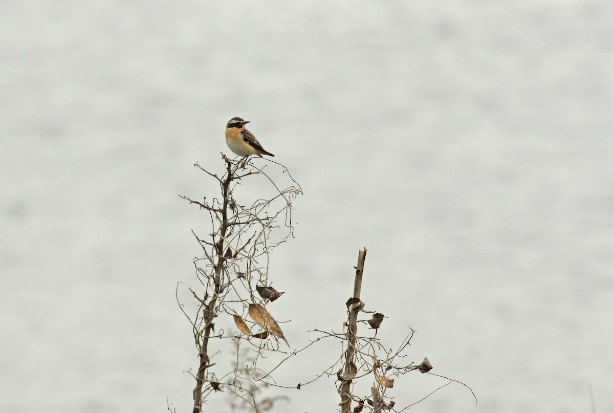 Whinchat - ML619761251