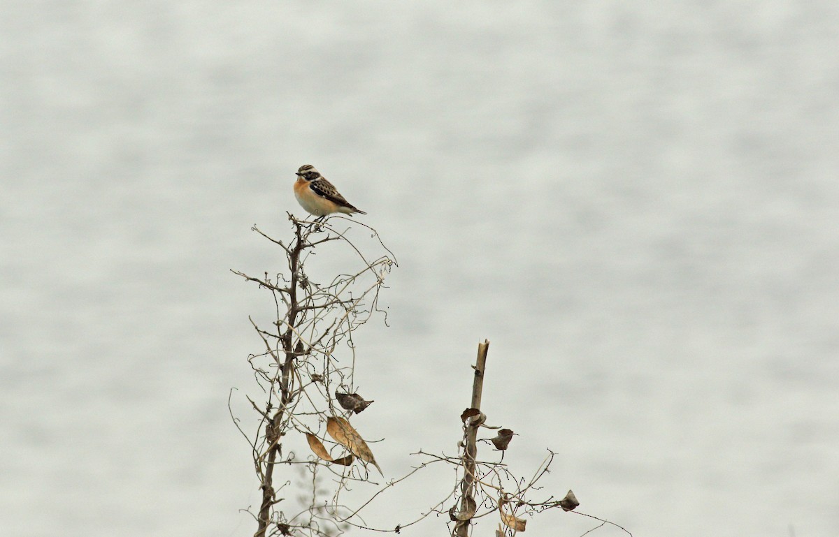 Whinchat - ML619761252