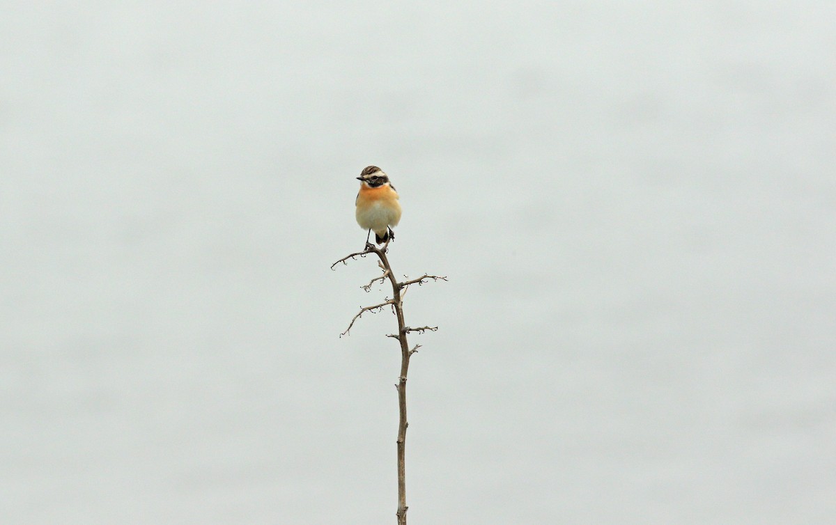 Whinchat - ML619761253