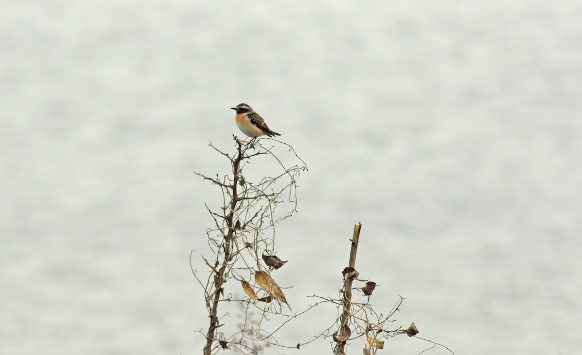 Whinchat - ML619761255