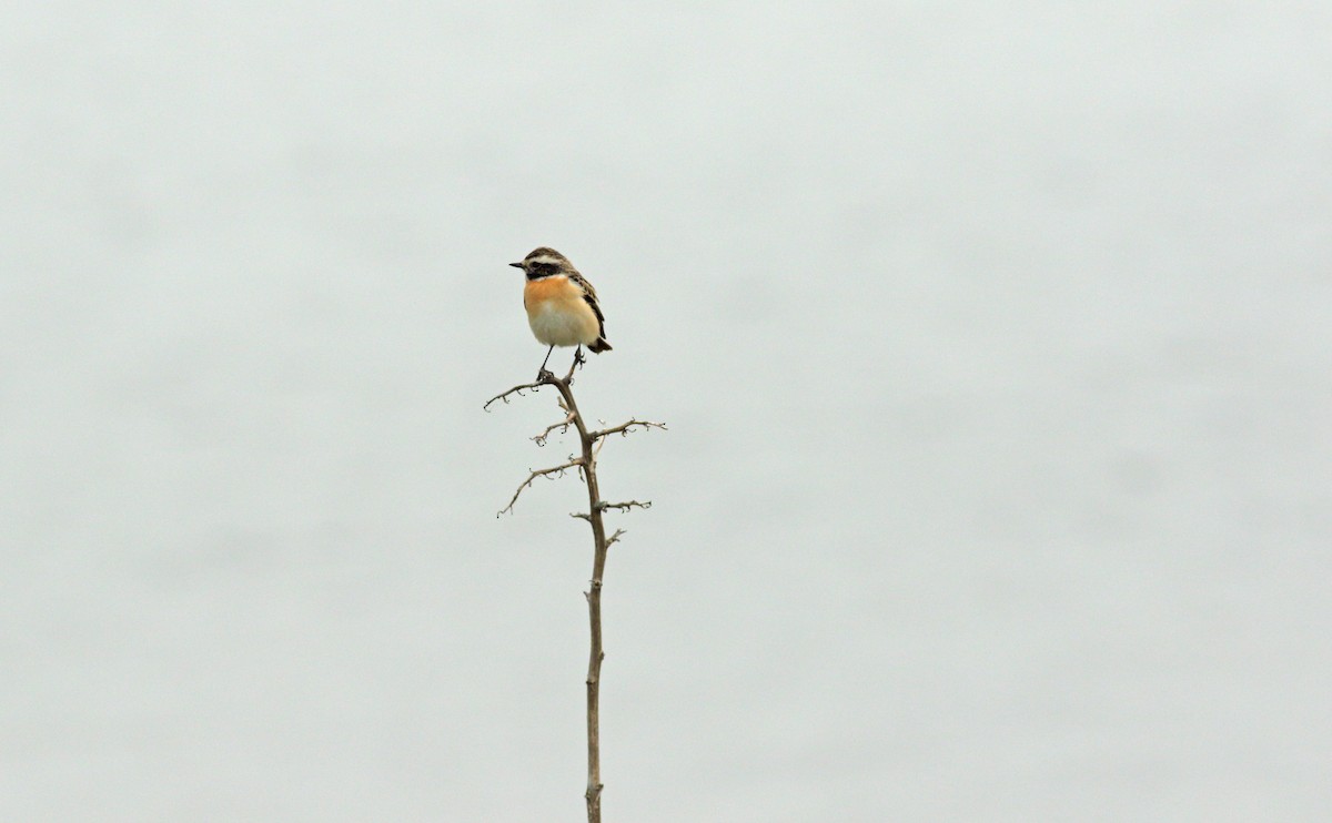 Whinchat - ML619761256