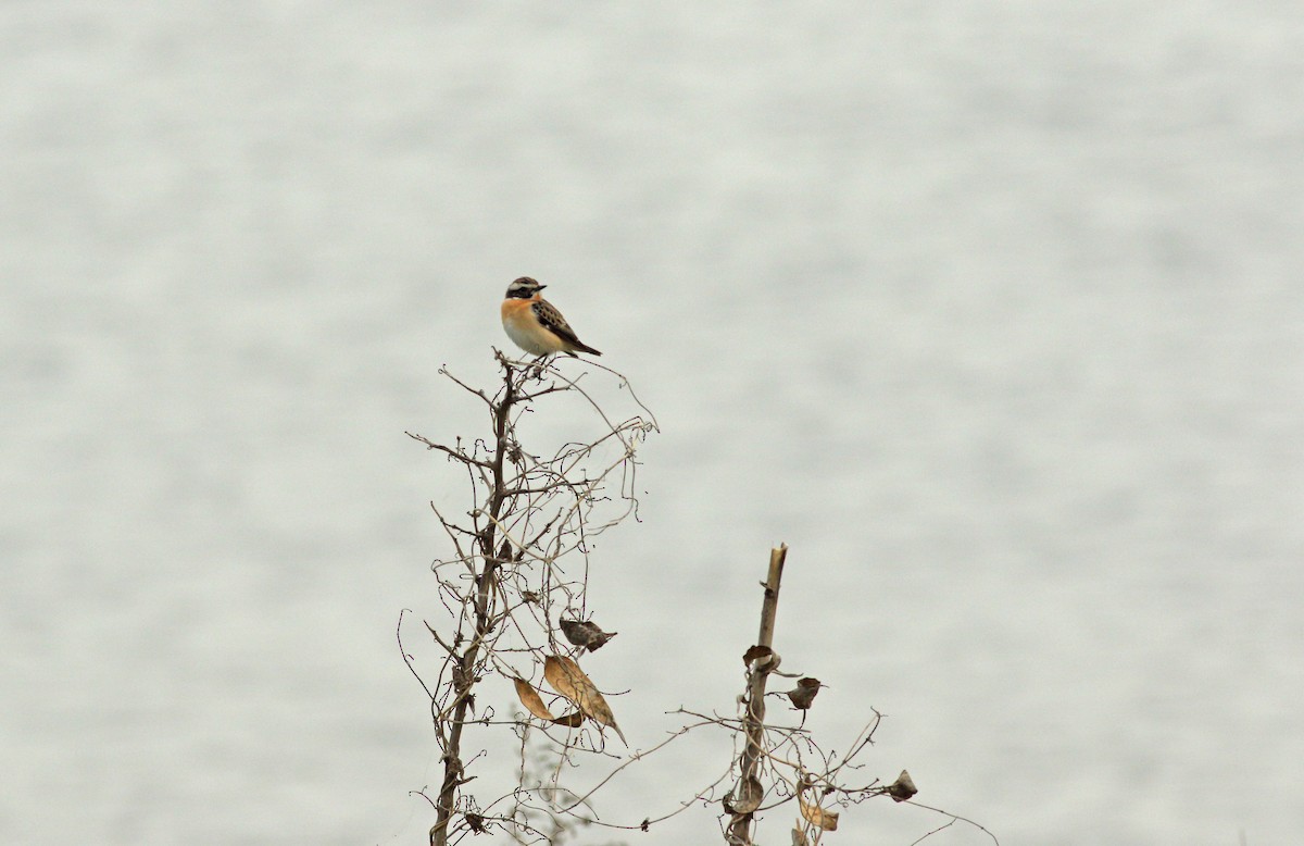 Whinchat - ML619761257