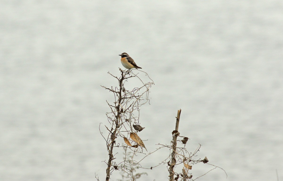 Whinchat - ML619761258