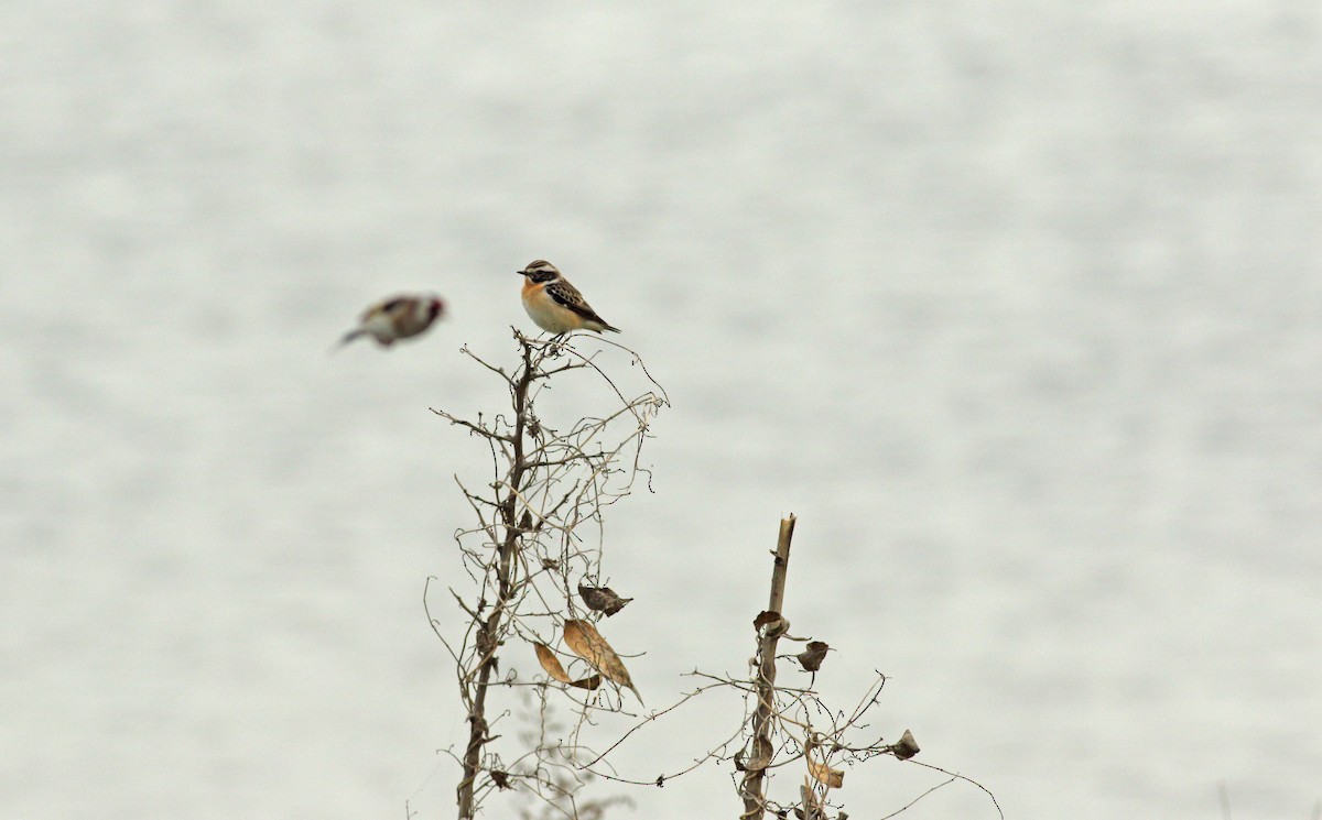 Whinchat - ML619761259