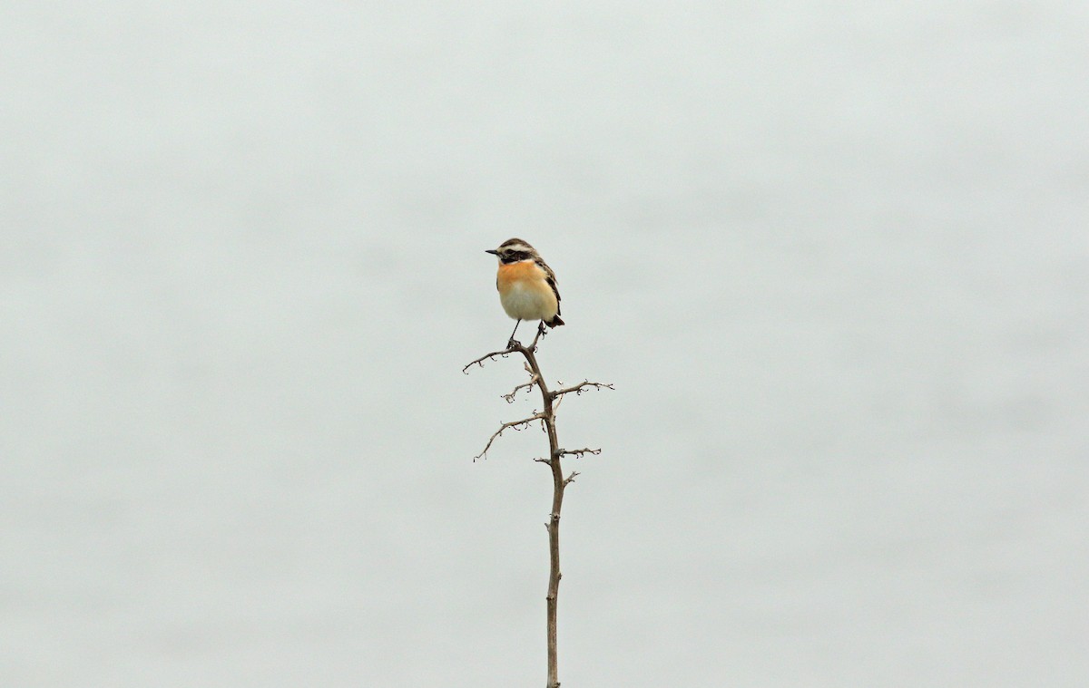 Whinchat - ML619761260