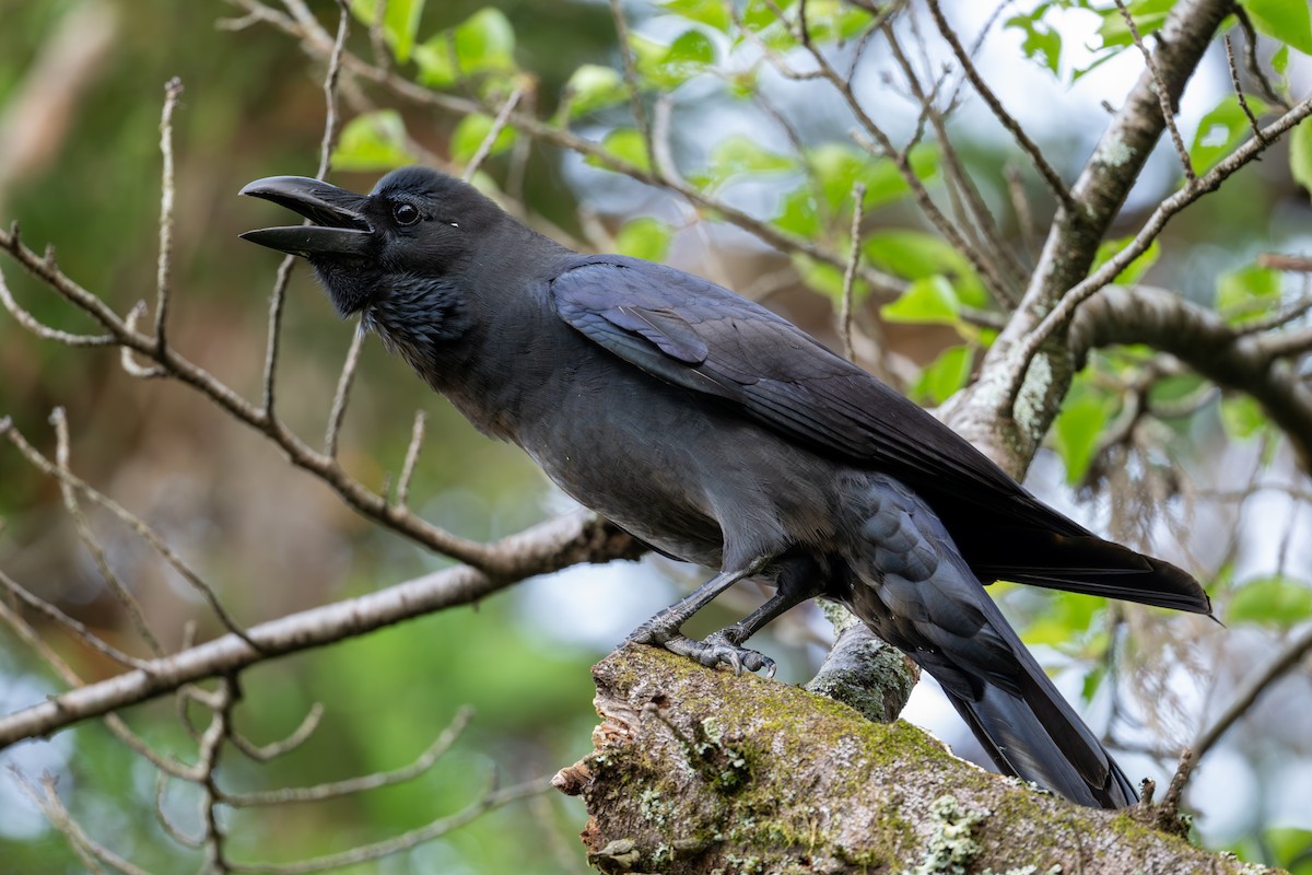 Large-billed Crow - ML619761268