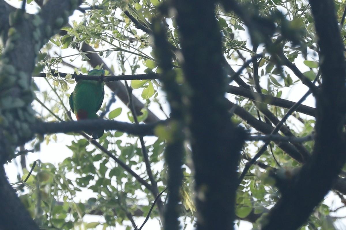 Blue-crowned Hanging-Parrot - ML619761271