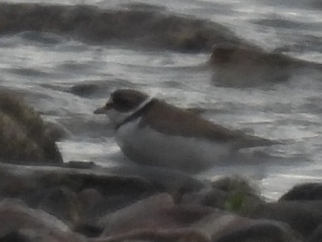 Semipalmated Plover - ML619761274