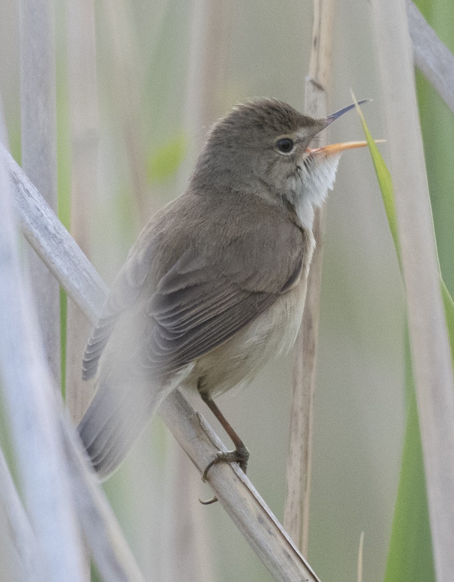 Common Reed Warbler - ML619761356
