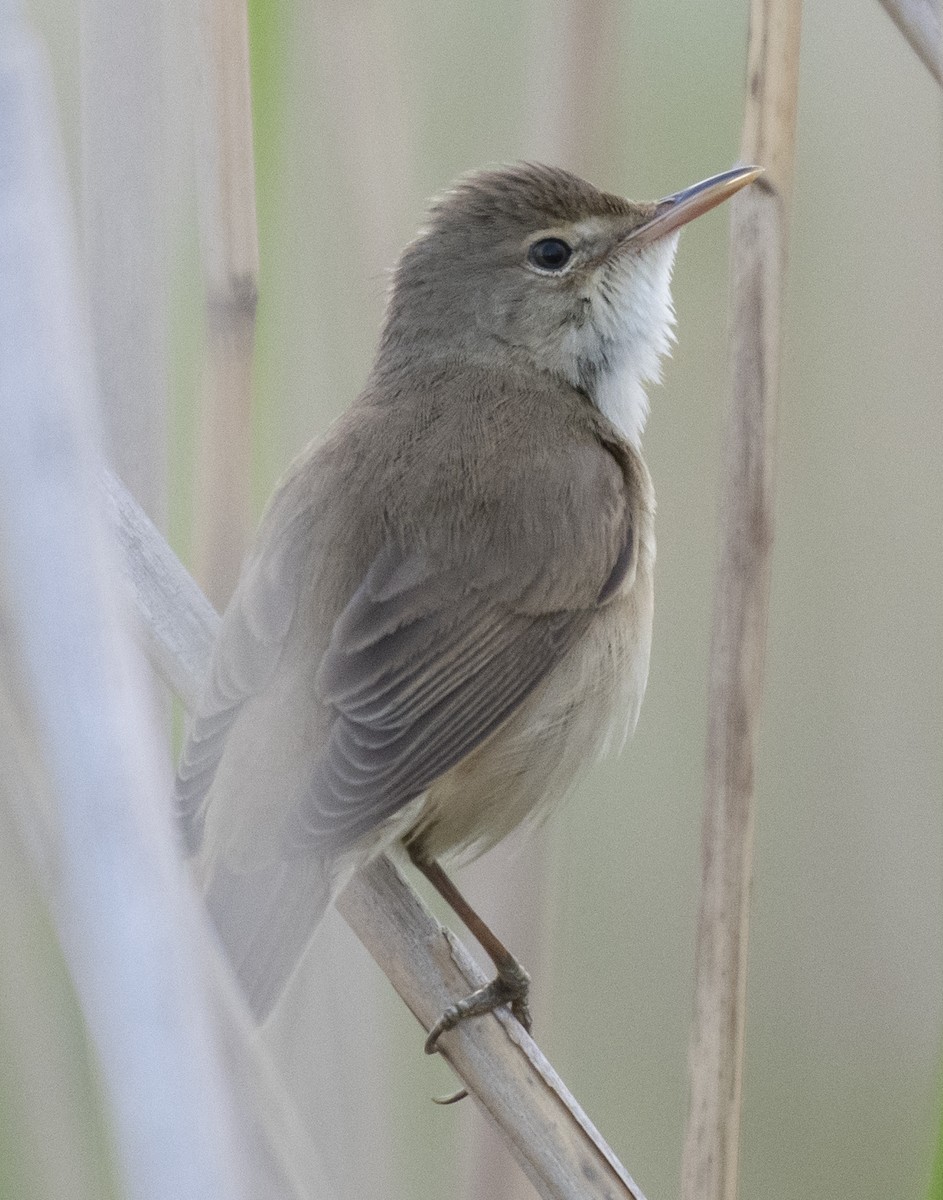 Common Reed Warbler - ML619761357