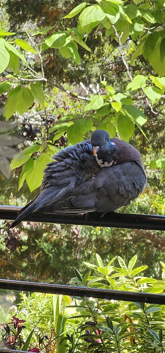 Common Wood-Pigeon - ML619761374