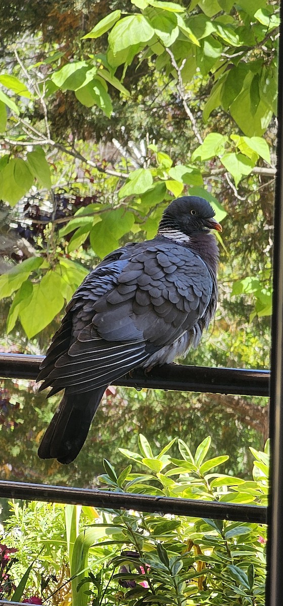 Common Wood-Pigeon - ML619761376
