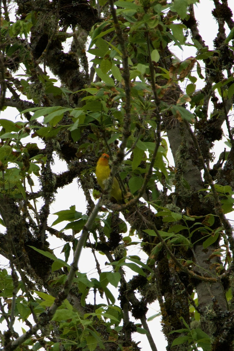 Western Tanager - ML619761392