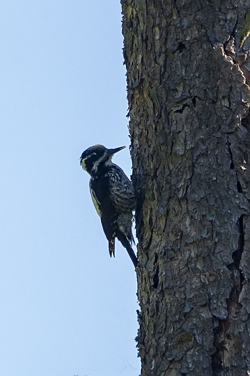 Eurasian Three-toed Woodpecker - ML619761400