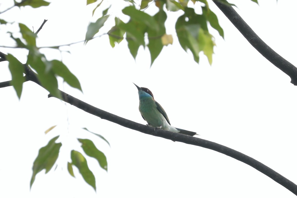 Blue-throated Bee-eater - ML619761403