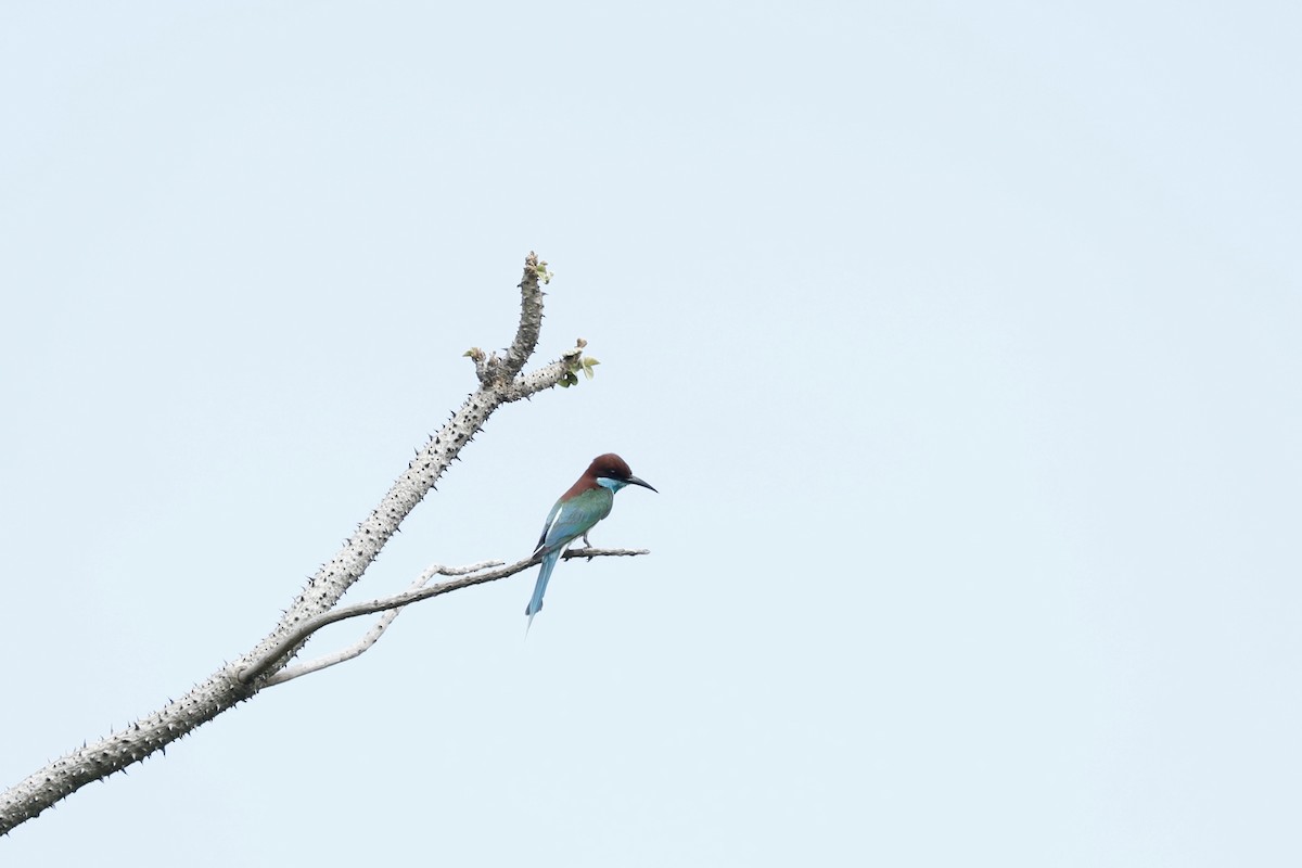 Blue-throated Bee-eater - ML619761404