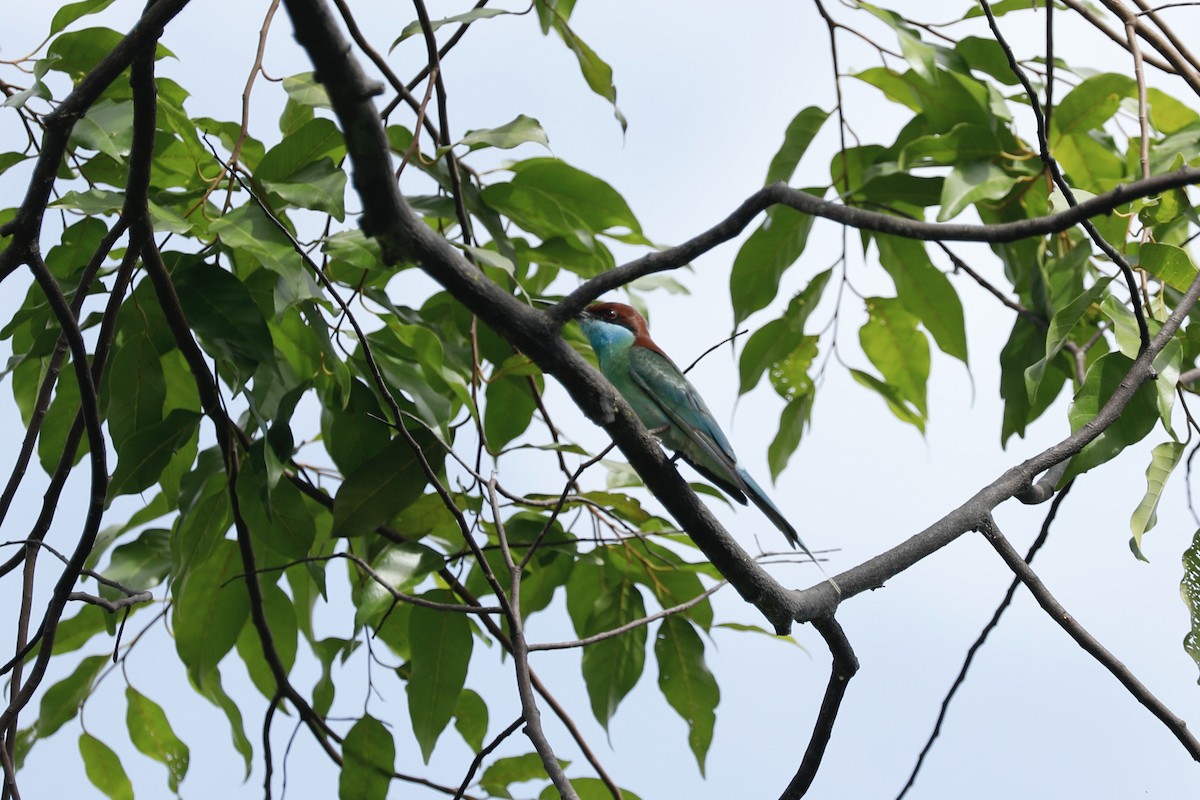 Blue-throated Bee-eater - ML619761405