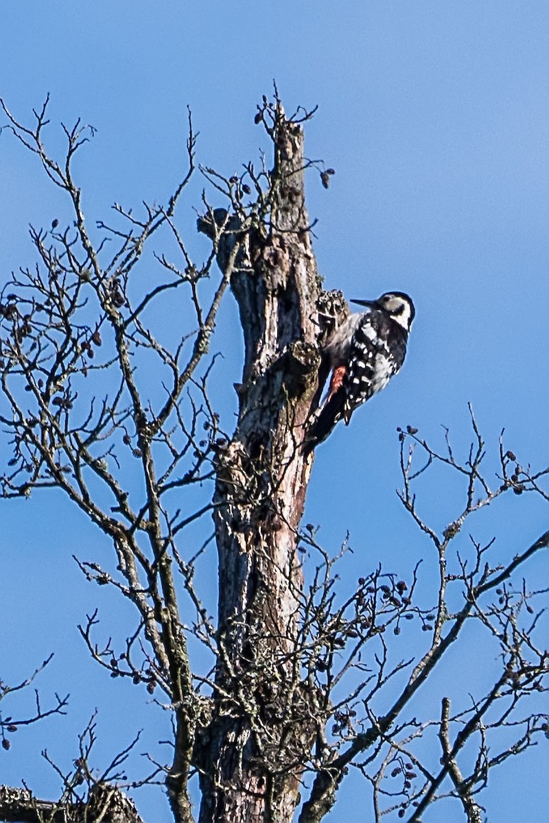 White-backed Woodpecker - ML619761407