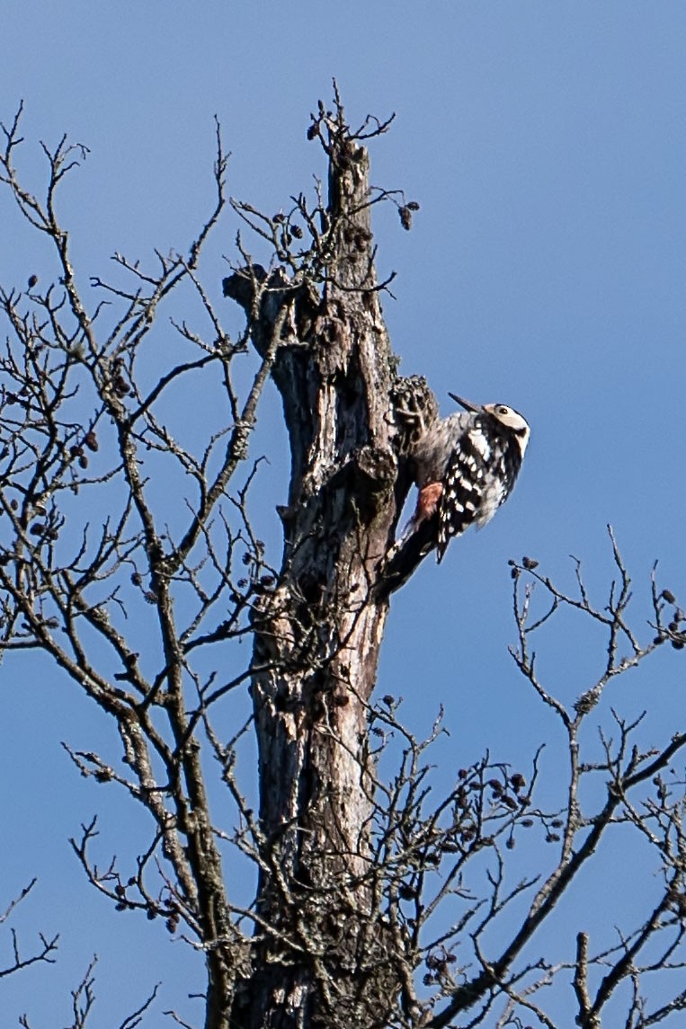 White-backed Woodpecker - ML619761408