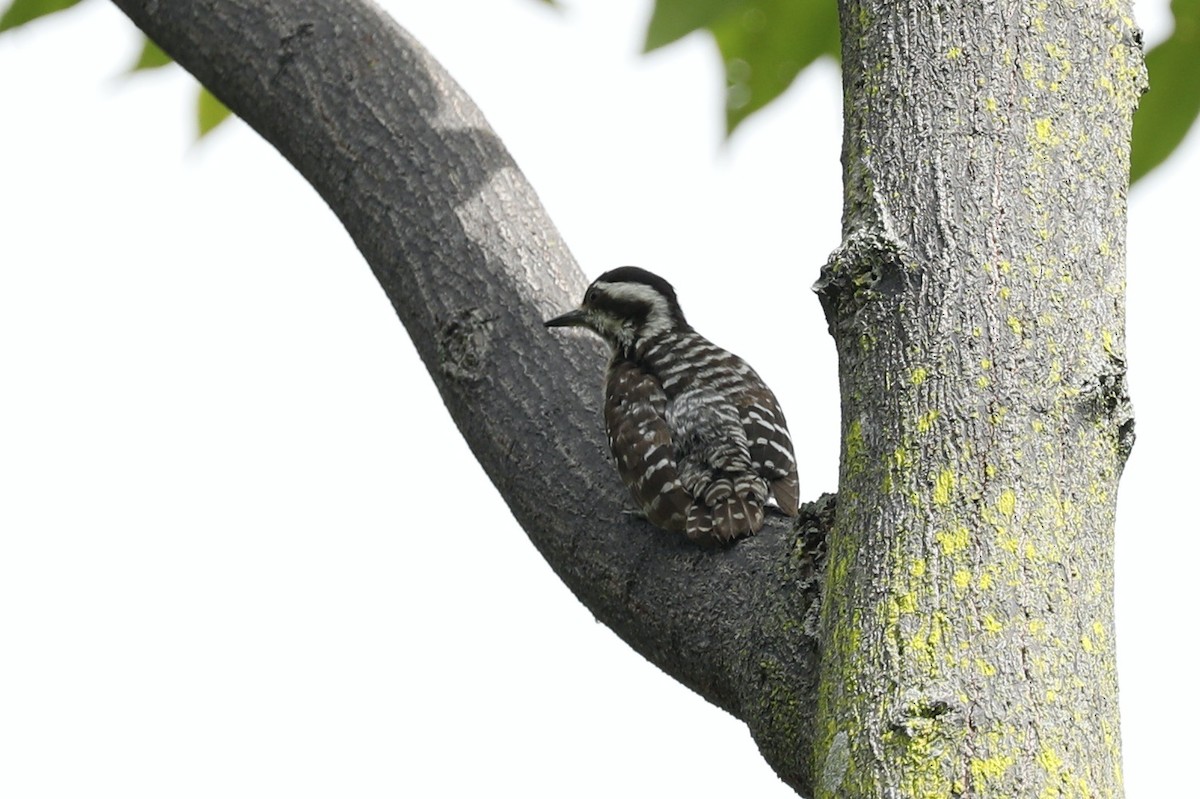 Sunda Pygmy Woodpecker - ML619761409