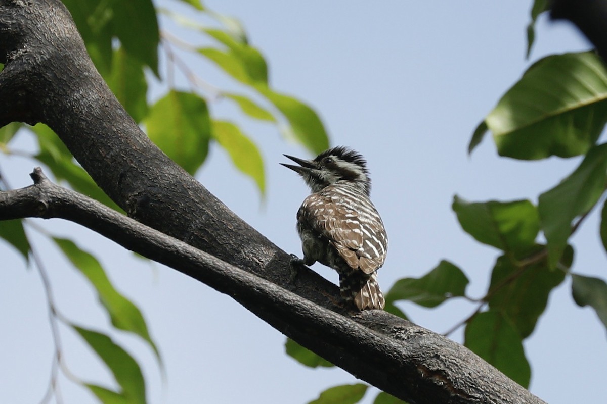 Sunda Pygmy Woodpecker - ML619761410