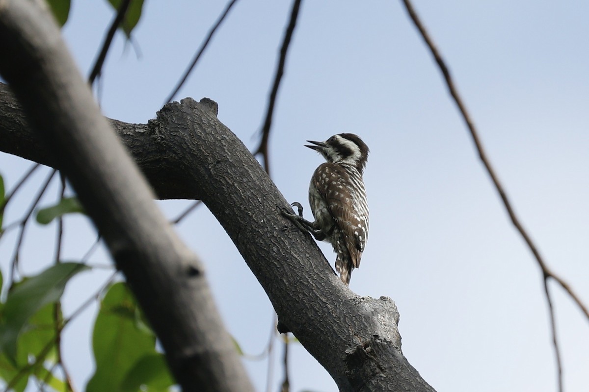 Sunda Pygmy Woodpecker - ML619761411