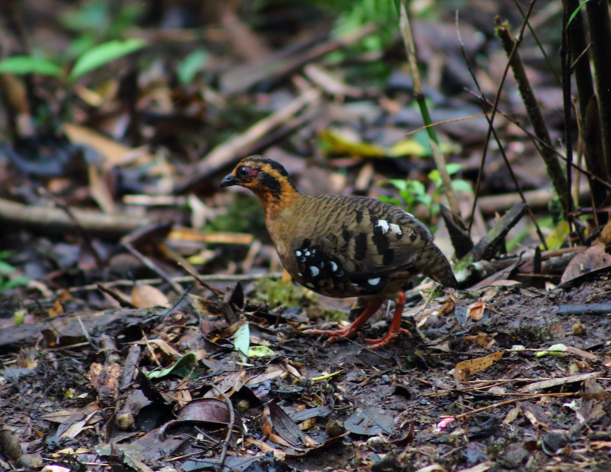 Red-breasted Partridge - ML619761413