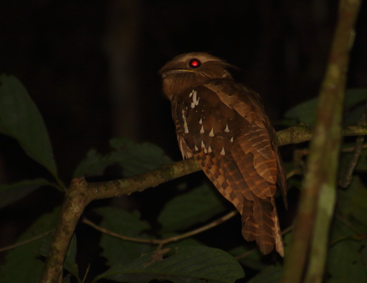 Large Frogmouth - ML619761422