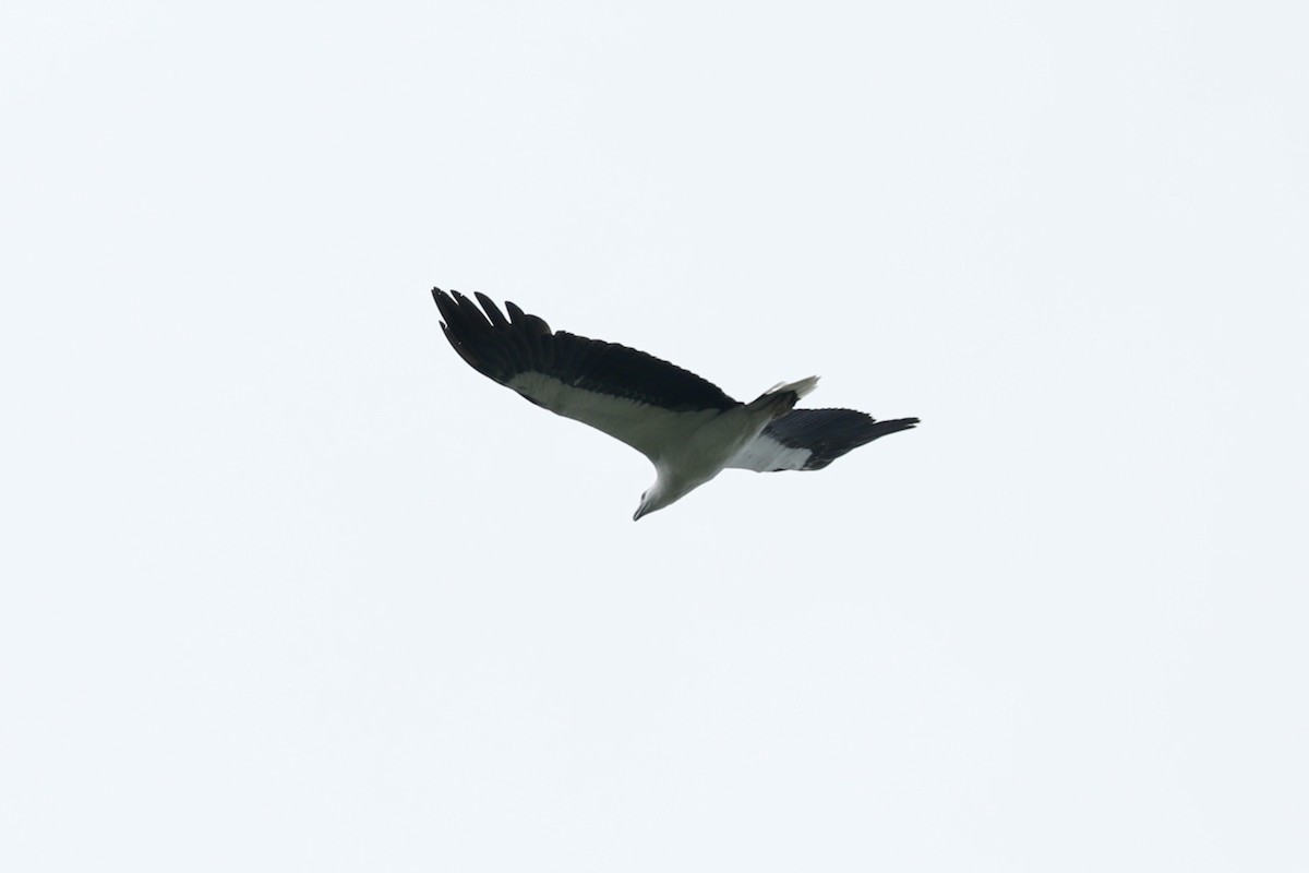 Белобрюхий орлан - ML619761423