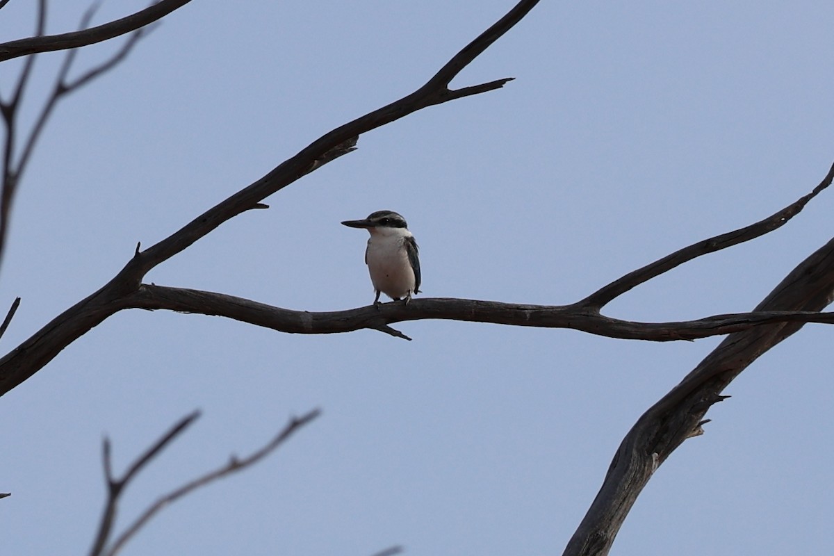 Red-backed Kingfisher - ML619761447