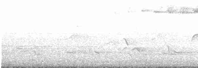 Blackpoll Warbler - ML619761466