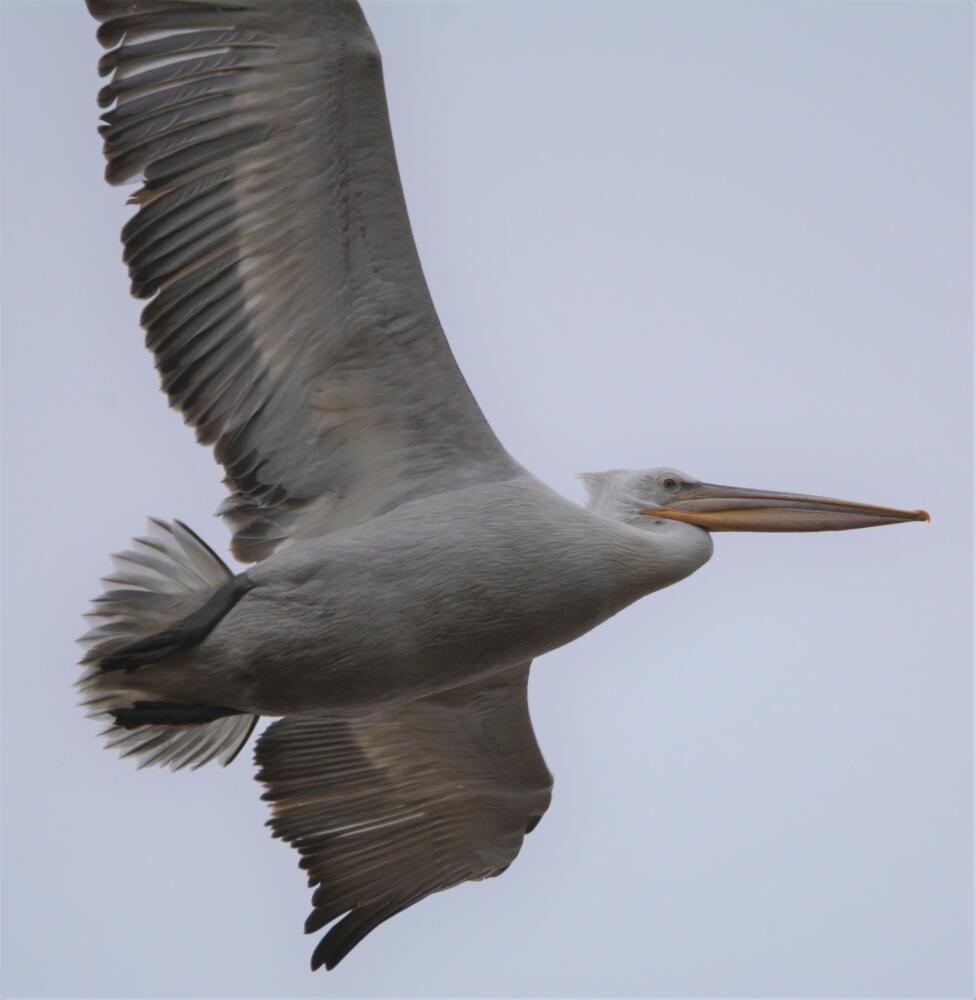 pelikán kadeřavý - ML619761513