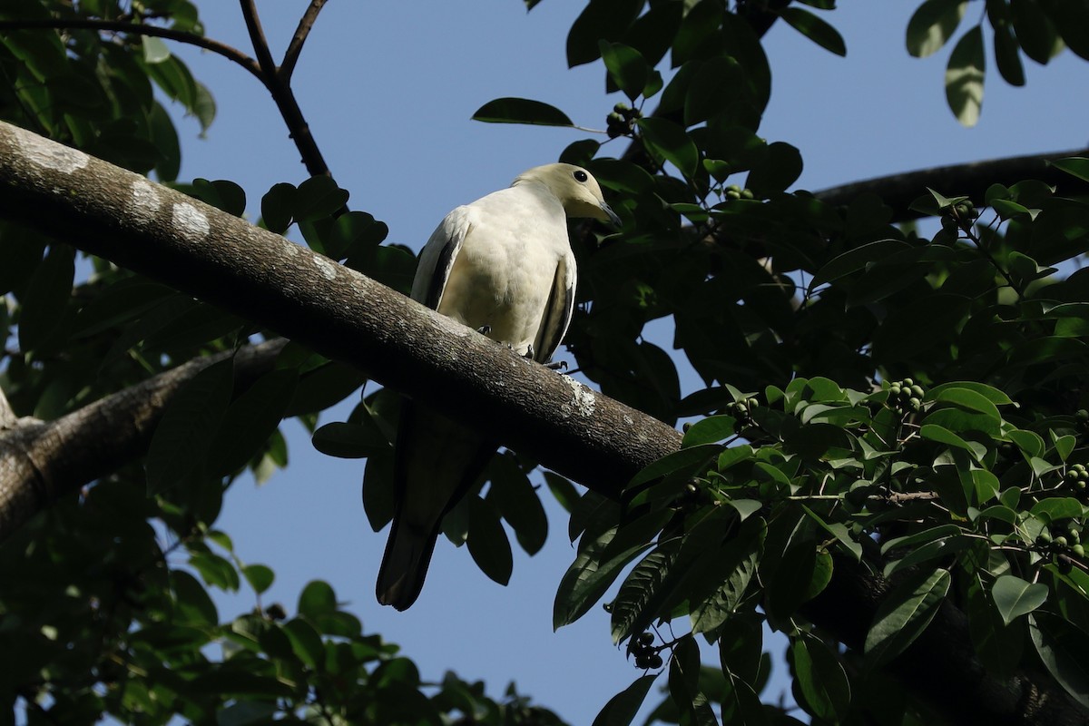 Pied Imperial-Pigeon - ML619761553