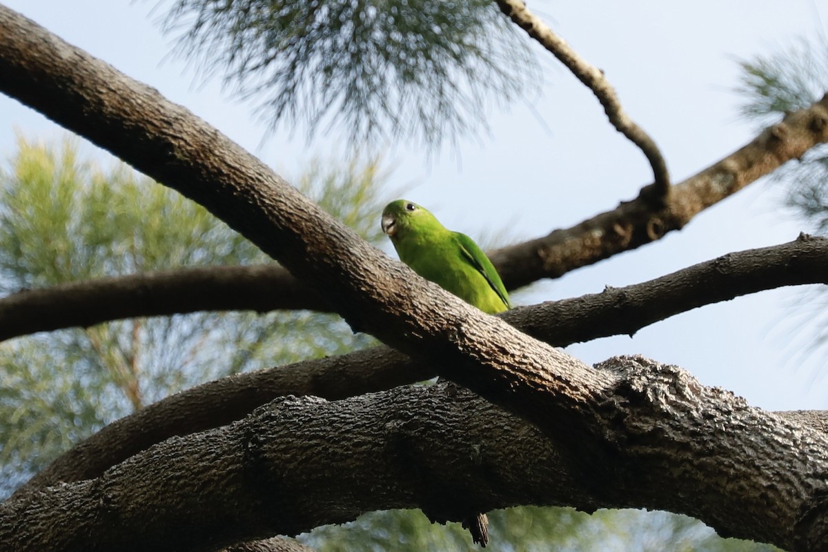 Blue-crowned Hanging-Parrot - ML619761563