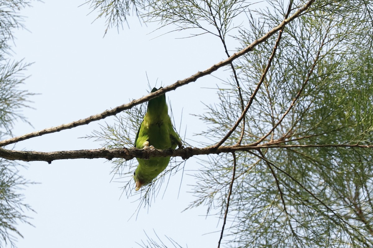 Blue-crowned Hanging-Parrot - ML619761564
