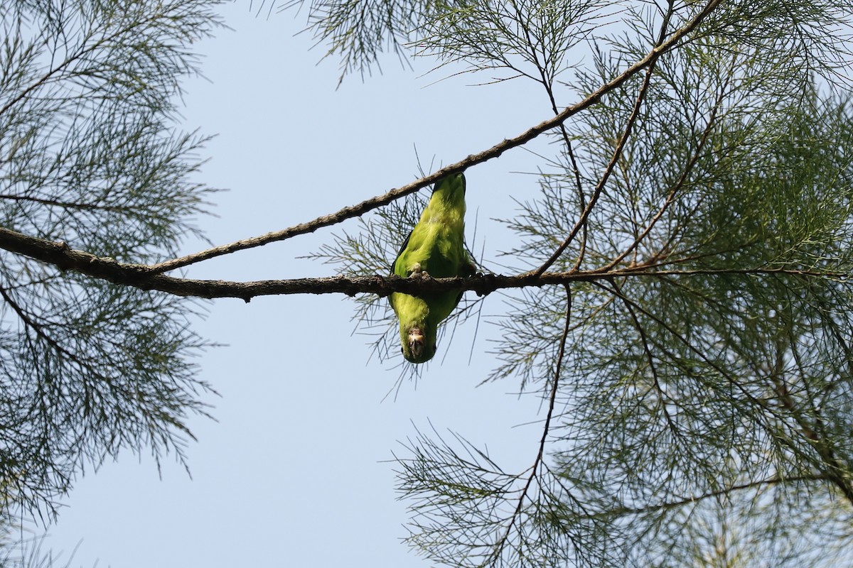 Blue-crowned Hanging-Parrot - ML619761566